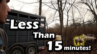 How to Load Pigs fast! |Easy and Stress-Free!