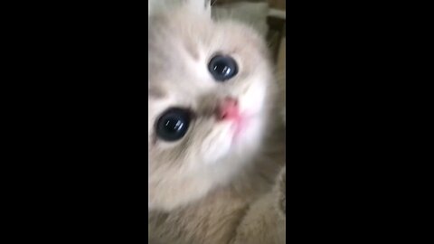 Kitten Says Meow 😍🦁