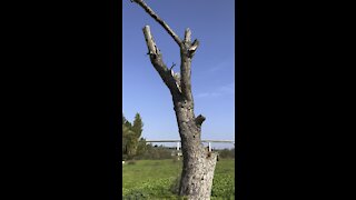 Dying Tree Sprouts New Branches