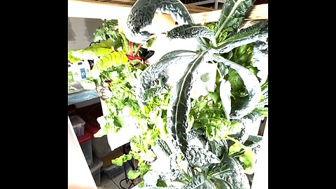 Come Take a look at our Indoor Hydroponic Tower-Garden for 'Greens-On-Demand' 🤣!