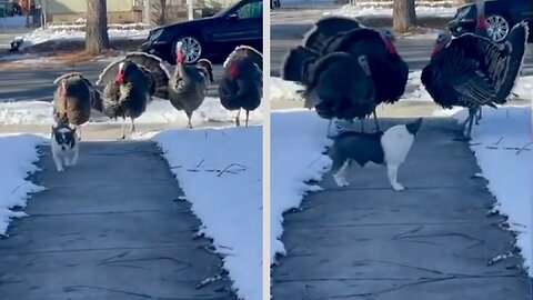My dog makes the turkeys run away!