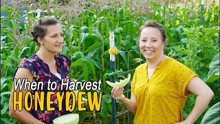 Harvest Honeydew Melon; How to Know When Honeydew Melons are Perfectly Ripe