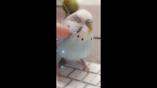 Did you know that Budgies love to be petted?