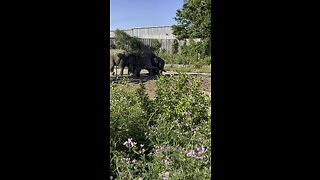 Elephant playing