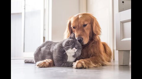 Dog and Cat Funny Fighting