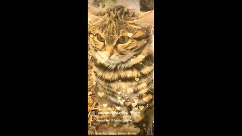 "Most Cutest But Deadliest Cat"Gaia"X Black Footed Cat "🐱🐾😇🎼🎶 Come See