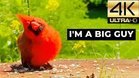 Birdwatching: Red Cardinal Birdy Puffs Up