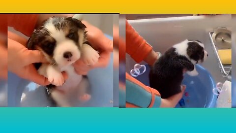 Cute pappy bathing | How Amazing | #Howto #rumble #Entertainment #Dog #pets #viral