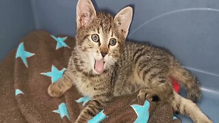 57 Days Old Kittens LIVE 🐈 🐈 🐈 - Lory's Cats Live