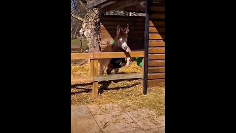 Funny Donkey 😂🤣 Funny Cats and Dogs Videos 🐶 Funny Animas Videos