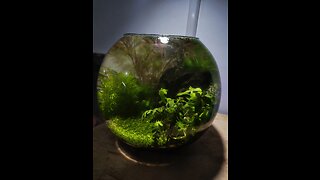 Fish tank in a bowl