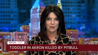 Toddler mauled, killed after dogs become agitated during altercation in Akron home