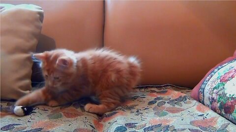 Cute funny cat playing with mouse toy
