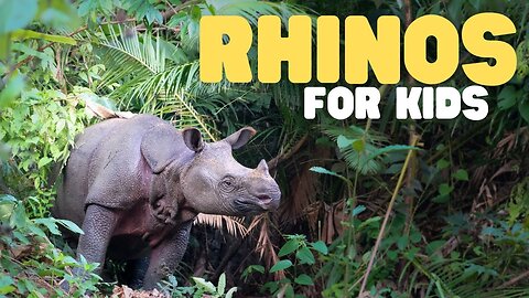 Rhinos for Kids | Learn some fun facts about rhinoceroses