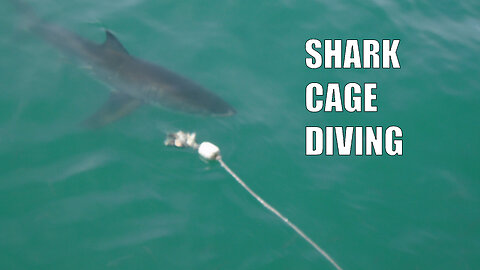 Shark cage diving - Boat ride in Gansbaai 11