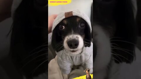 Lovely 🐶 Funny Dog Hat 🎩 || #shorts