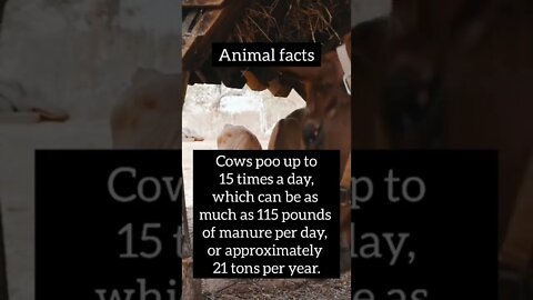 facts,amazing animals #shorts #psychology