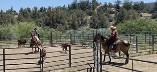 Sorting at Kevin’s Ranch