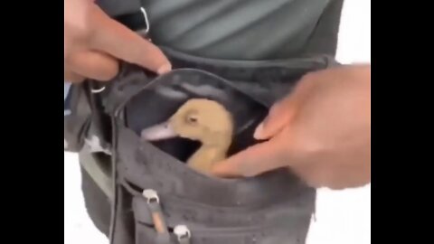 Guy carries his pet duck in a man purse, names him little crumb, crumb
