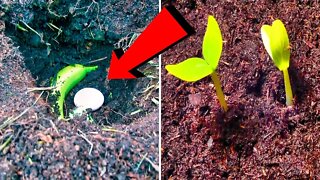If You Bury An Egg And A Banana In The Garden, You’ll Get Some Astonishing Results