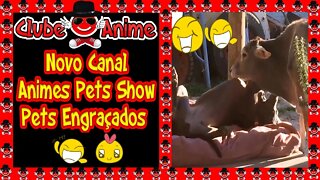 #01.Pets Engraçados| Animais engraçados| AnimesPets Show Canal Novo do Clube do Anime|2020