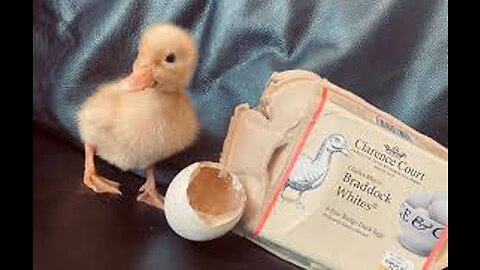 HOW A CHICKEN BORN FROM A GROCERY EGG **INTERESTING**