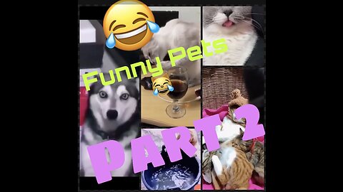 Funny cat’s Dog’s moment Part-2😹😂