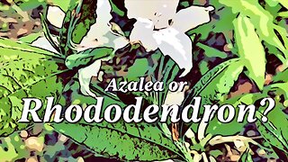 Azalea or Rhododendron?