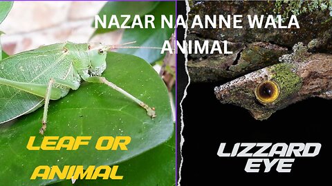 Top Most Invisible Animals In The World (nazar na anne wale janwar)