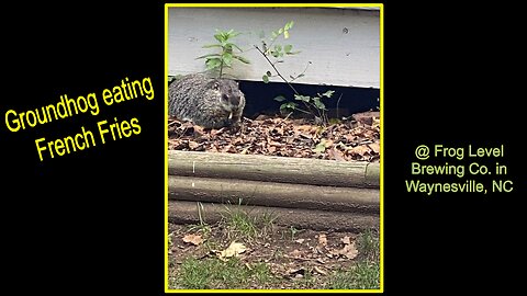 Watch Groundhog eat French Fries by the River at Frog Level Brewery in Waynesville NC