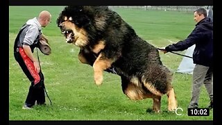 Top 5 Most Dangerous Dogs | Fearless Dog Breeds |2022|