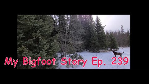 My Bigfoot Story Ep 239 Raven Calls & Strange Whistles