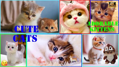 Cute Cats 😘 | Adorable Tiny Kittens Compilation 🐈