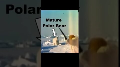 Fred Bear vs Polar Bear