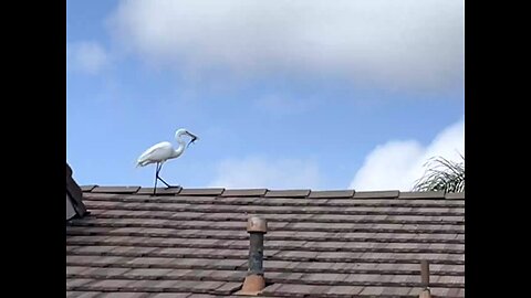 Cattle Egret Enjoying A Lizard Twice!