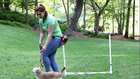 Train your dog to Jump Hurdles - Critter Boutique Training Moment
