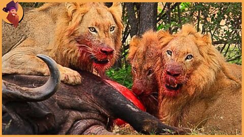 Top Brutal And Cruel Moments Of Predators Eating Their Prey Alive.