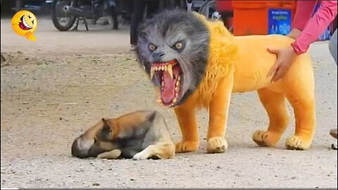 Troll prank dog and fack lion