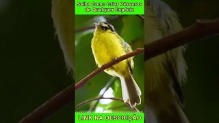 Canto do BARBUDINHO [Phylloscartes Eximius] #shorts