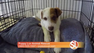 Puppy Luv: The need for fur baby foster parents