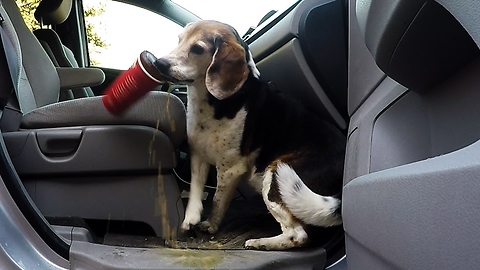 Greedy beagle steals whole cup of coffee from family van
