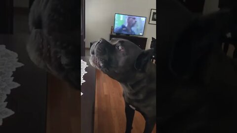 THAT SNARL! Cane Corso Guarding The House #shorts #viral #pets