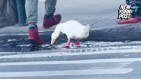 Pet duck goes for a waddle in Bushwick