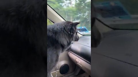 Long drive with my pet | Dog 🐕 | Black Husky | Kelpie