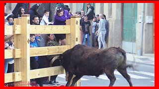 FUNES ( NAVARRA ) TARDE VACAS EN CALLE ( DOMINGO 19 MARZO 2023 ) GANAD.ADRIAN DOMINGUEZ