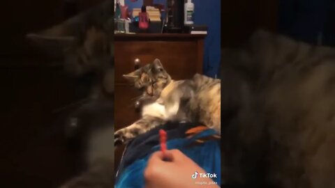 Cat Eats Hot and Dangerous Cheeto I TikTok