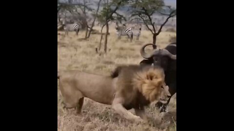 Buffalo And Lion Dangerous Fight