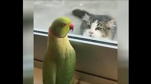 Cute kitten playing with smart parrot