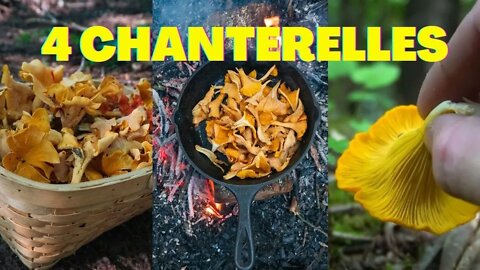 4 Types of Chanterelle Mushrooms. Foraging / Bushcraft / Survival Skills