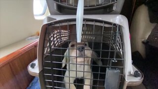 Canine Companions transported five puppies to Clearwater